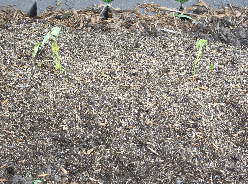 Sweet Potatoes Planted in a Mound