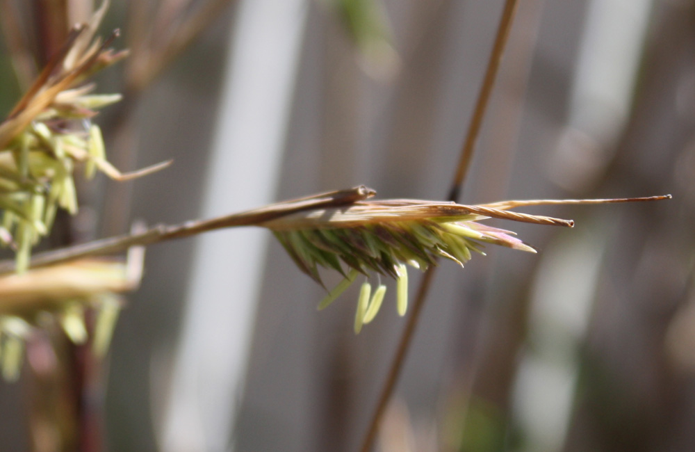 Fargesia Nitida Flower Closeup