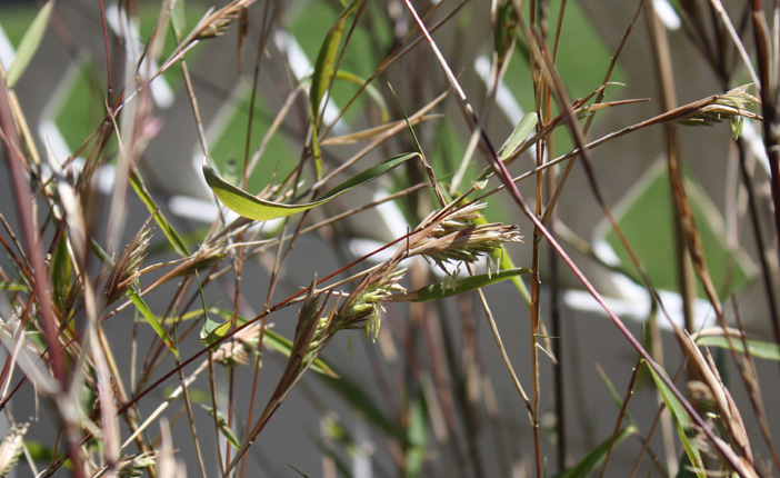 Fargesia Nitida Flowering