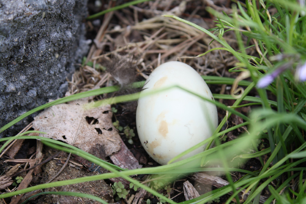 Found a Large Egg in my Garden | Backyard Gardening Blog
