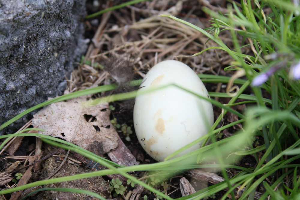 do-ducks-bury-their-eggs