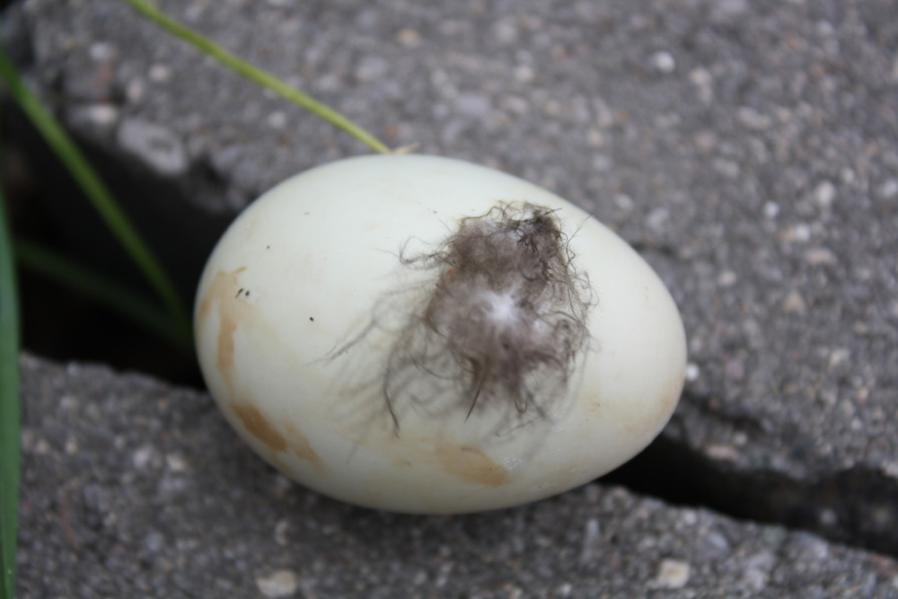Found a Large Egg in my Garden | Backyard Gardening Blog » Backyard