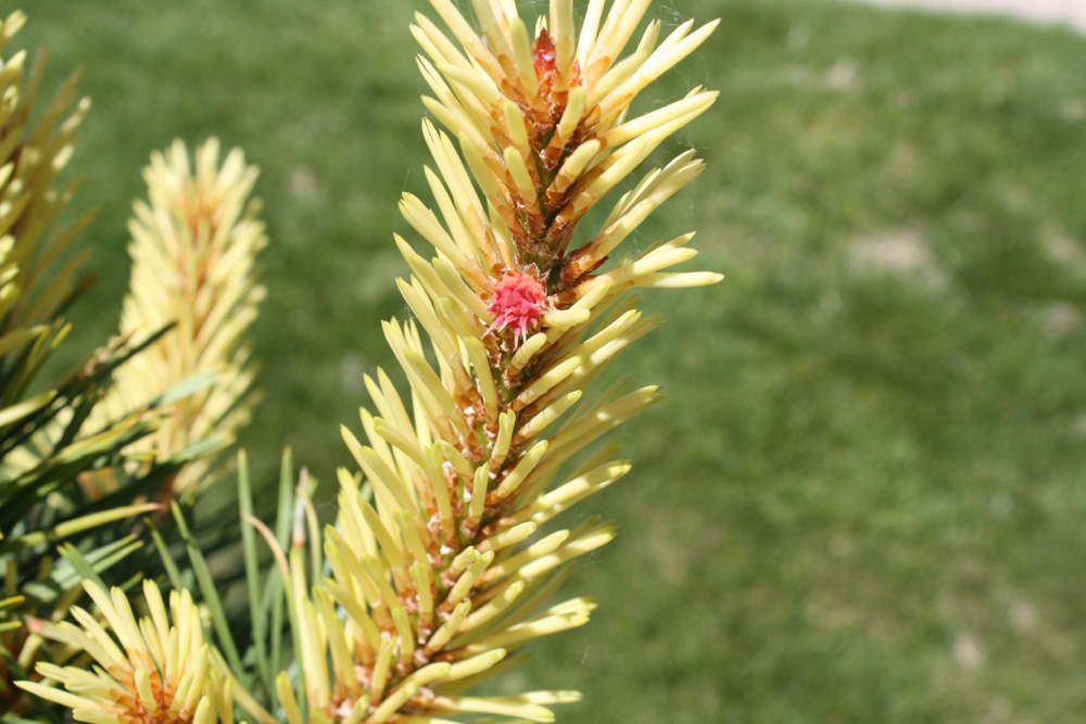 Pinus Contorta Taylor's Sunburst Candle Closeup