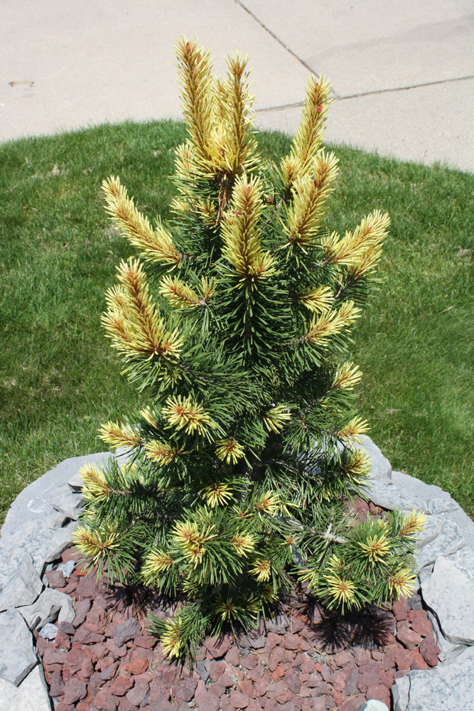 exhibition Souvenir let down Pinus Cortorta Taylor's Sunburst Update | Backyard Gardening Blog »  Backyard Gardening Blog »