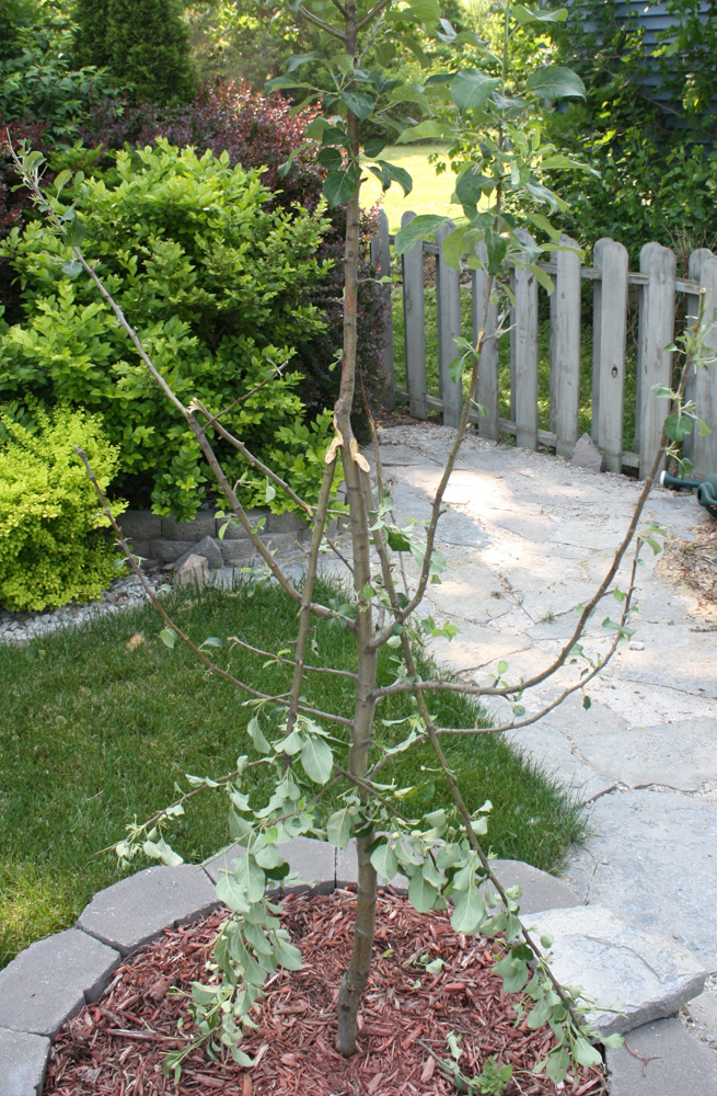 Broken Limbs on Apple Tree