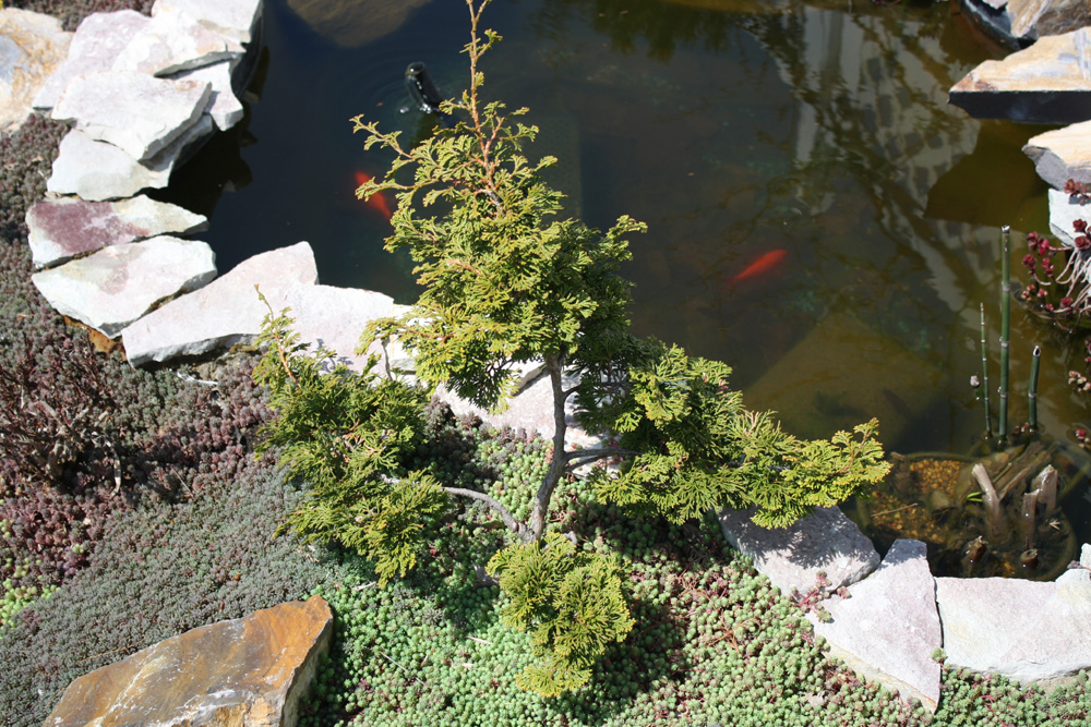 Dwarf Hinoki Cypress