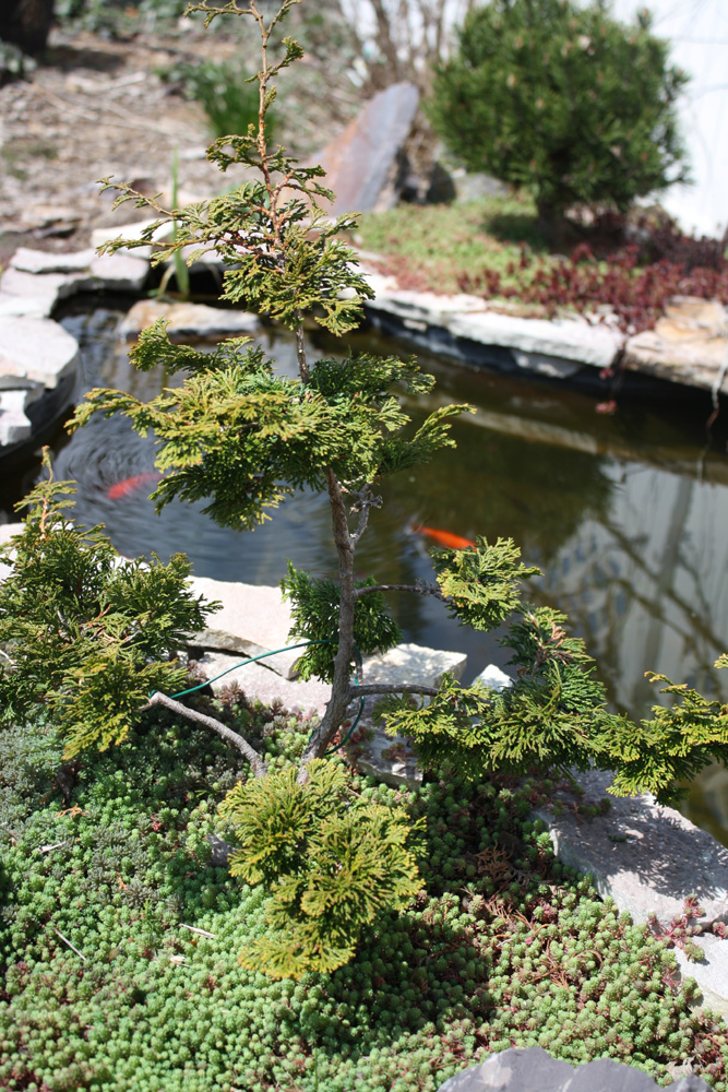 Pruned Dwarf Hinoki Cypress