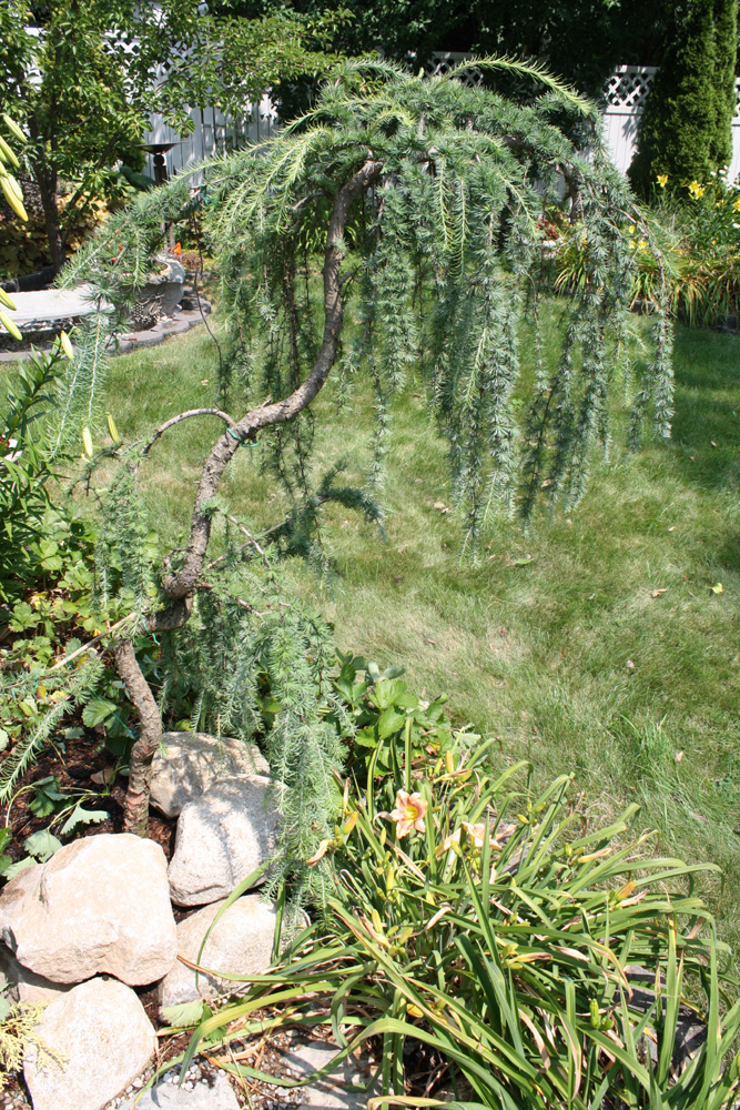 Weeping Larch Trunk