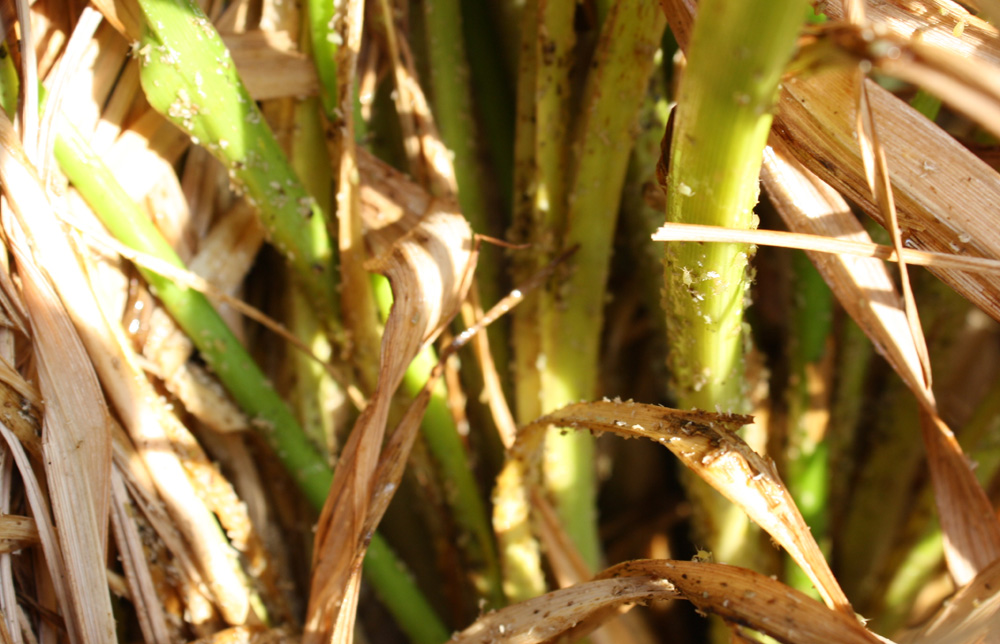 Daylily Aphids