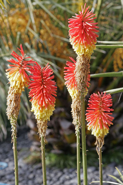 Red Hot Poker Flowers