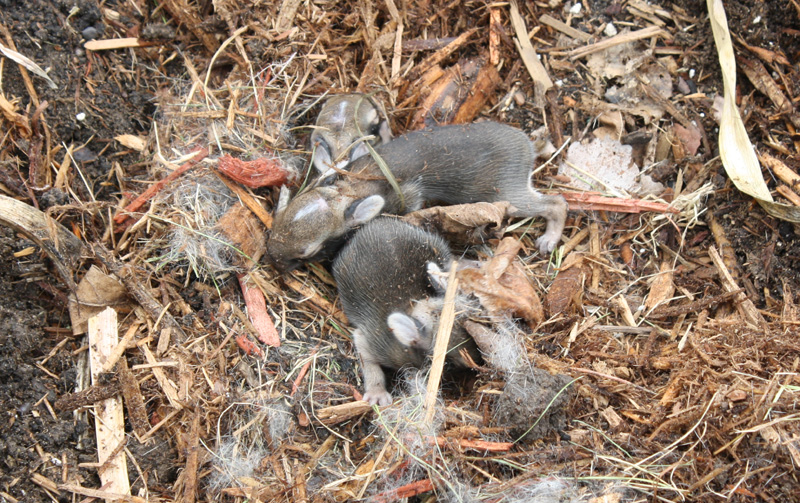 baby bunnies