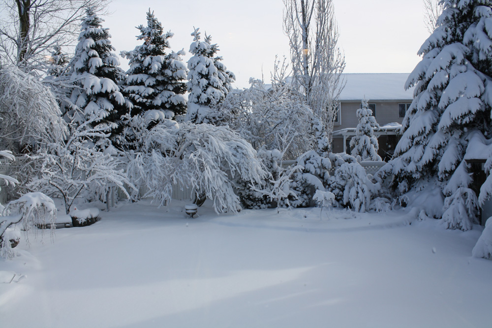 Trees bent over by snow and ice