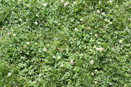 clover lawn