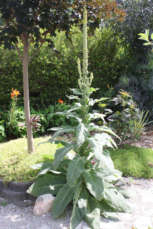 Mullein in the Garden