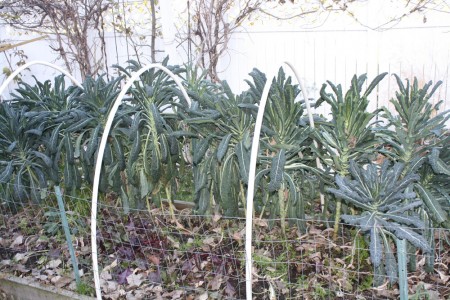 Kale in Garden