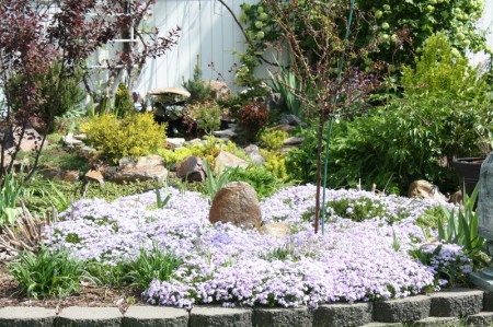 Creeping Phlox Emerald Blue, Back Garden