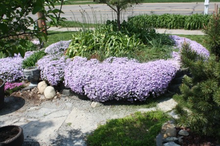 Creeping Phlox Overflowing