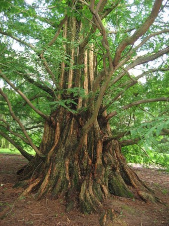 Metasequoia Glyptostroboides