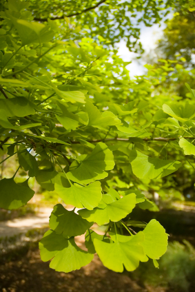 Gingo biloba foliage