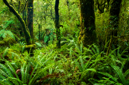 Fern Forest