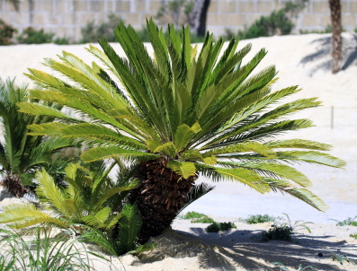 Cycas revoluta