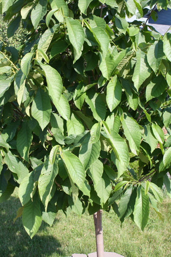 Paw Paw Tree