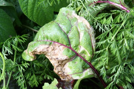 Leaf Miner Damage on Beets