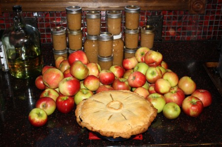 Single Tree Apple Bounty