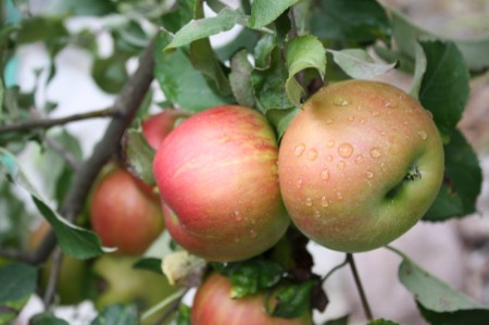 Honeycrisp Apples