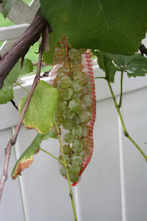 Grapes in a Bag