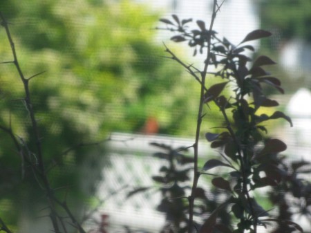 View out of my window showing the profile of some barberry thorns. 