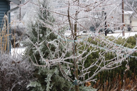 Ice covers an apple tree, a juniper, a barberry, even some ornamental grass. 