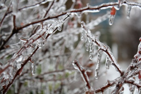 Ice Encasing a Barberry