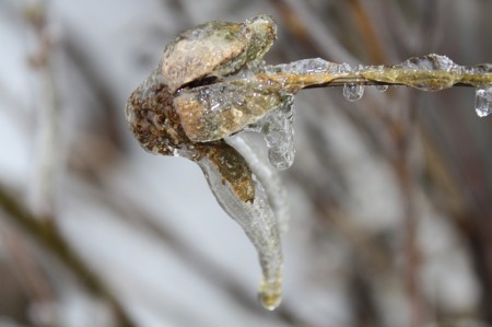 Ice Covering a Spent Rose Flower