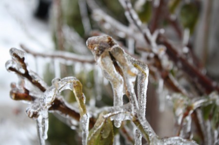 Ice on my Roses