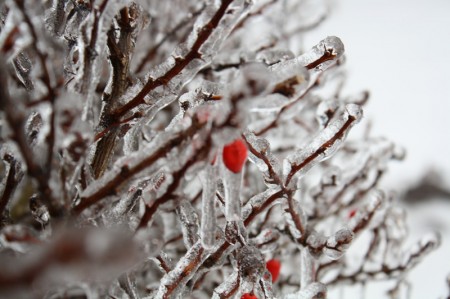 The bright red of a barberry berry pops against the frozen landscape. 