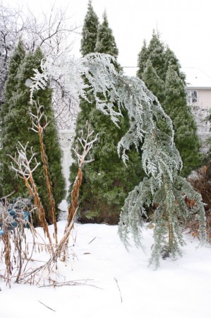 Wide shot of my cedrus, showing it leaning heavily. Ironically the arborvitae behind it stayed upright, each little leave was covered in use, but they stayed upright. Normally heavy snows bend them all over the place. 