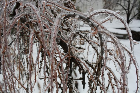 It needed no help weeping, but this weep larch got a good inch of ice. 