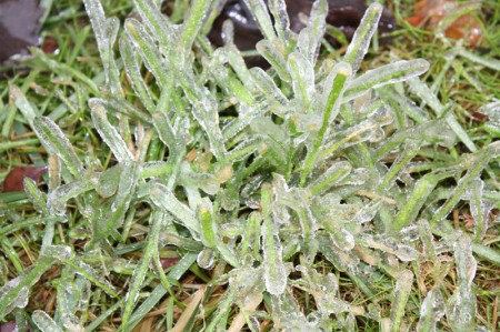 Grass, crunchy with ice. 