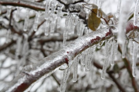 Ice Laying Thick on Branches