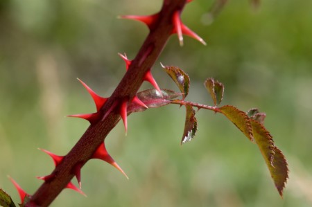 Early season blackberry thorns. 