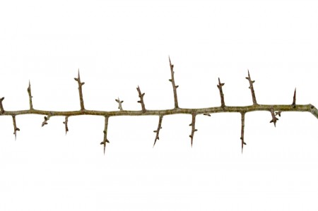 The super long thorns of the hawthorn shrub. 