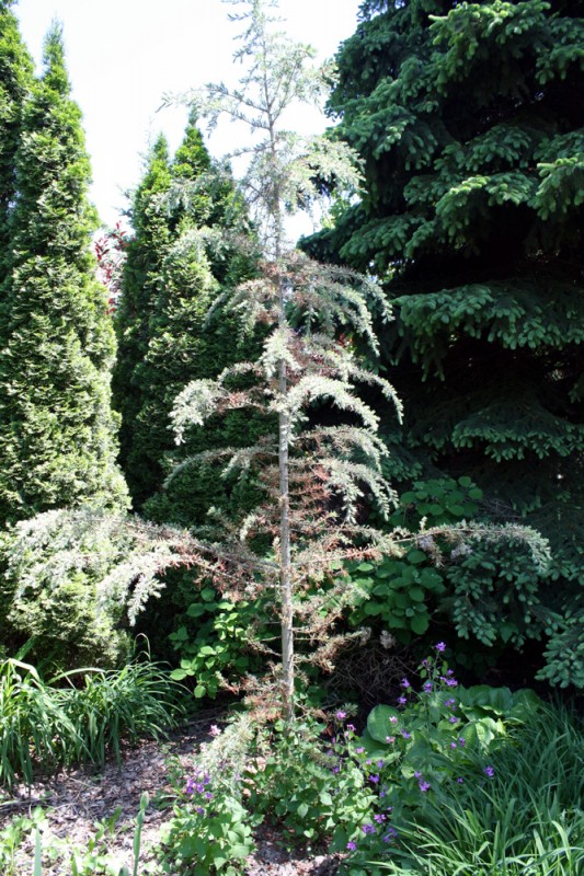 Winter Damage on Cedrus deodara Karl Fuchs