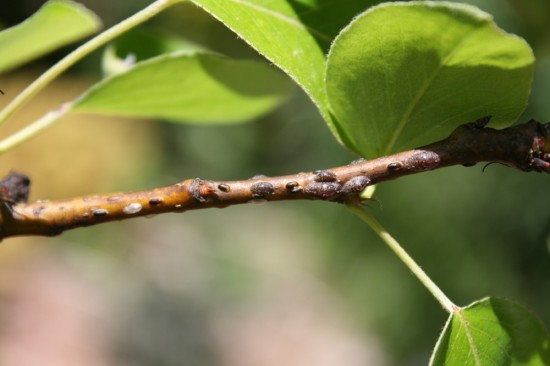Scale Insects on a Pear Branch