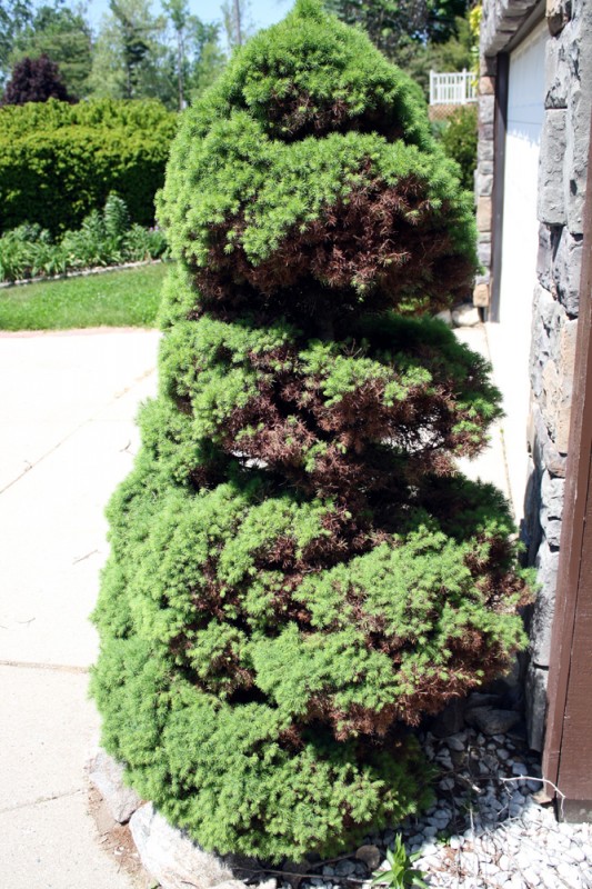 Winter Damage on dwarf alberta spruce