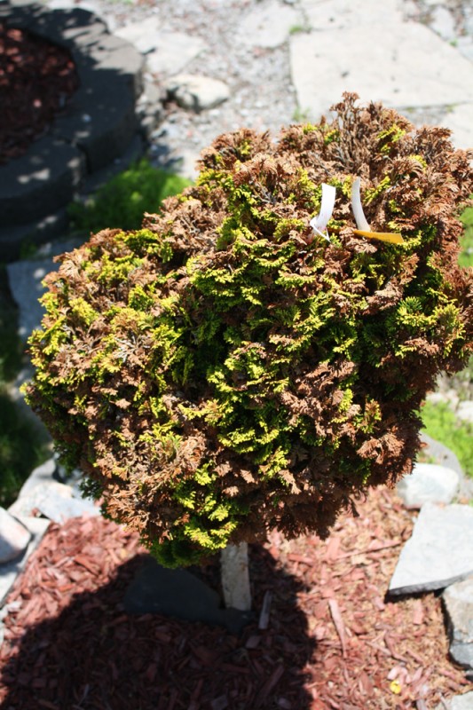 Winter Damage on Chamaecyparis obtusa Nana Lutea