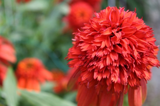 Hot Papaya Coneflower