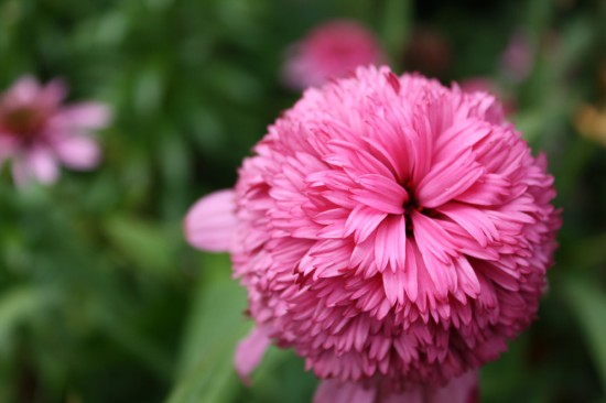 Razzmatazz Coneflower