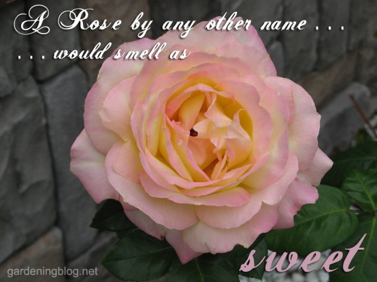 A Rose by Any Other Name Would Smell As Sweet - William Shakespeare, Romeo & Juliet