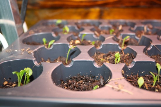 Hosta Seedlings